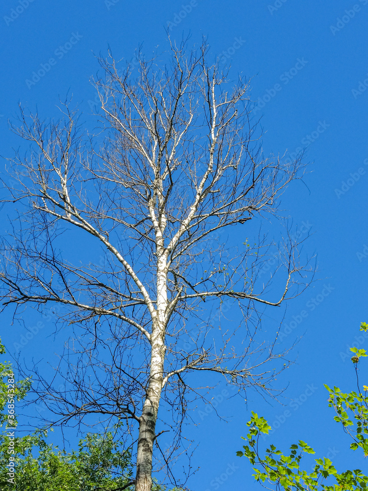 Dead birch tree's branches isolated against blue sky Dead birch tree's branches isolated against blue sky