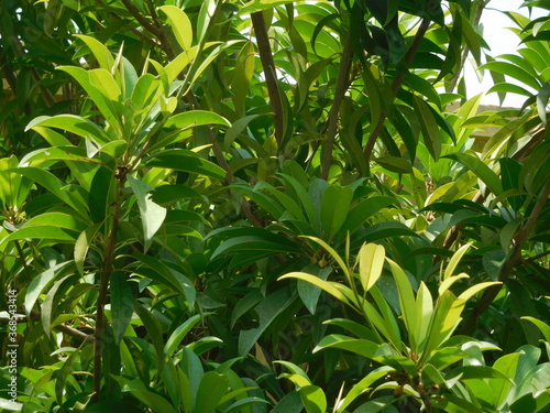 leaves of Sapodilla tree. Closeup of plant of Manilkara zapota, sapodilla, sapota, chikoo, naseberry, mud apple or nispero with buds, flowers and fruit.