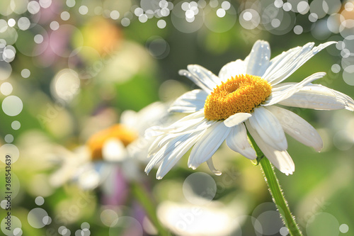 Abstract natural background, summer chamomile on bokeh background, blurred focus. Beautiful summer garden in the early morning with natural bokeh and dew background, floral card
