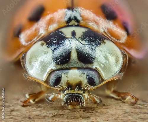 Closeup of ladybug's face