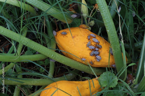 A yellow summer squash plant infested with squash bugs in a garden