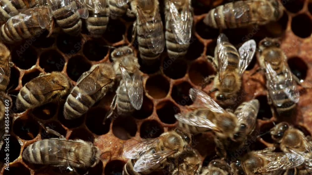 Bees seal the honeycomb in apiary. Life of apis mellifera. Concept of honey, apiculture, beehive, insects. Bee swarming, collecting nectar from pollen of flower. 