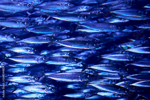 Fotografie Shoal of fish in the dark ocean