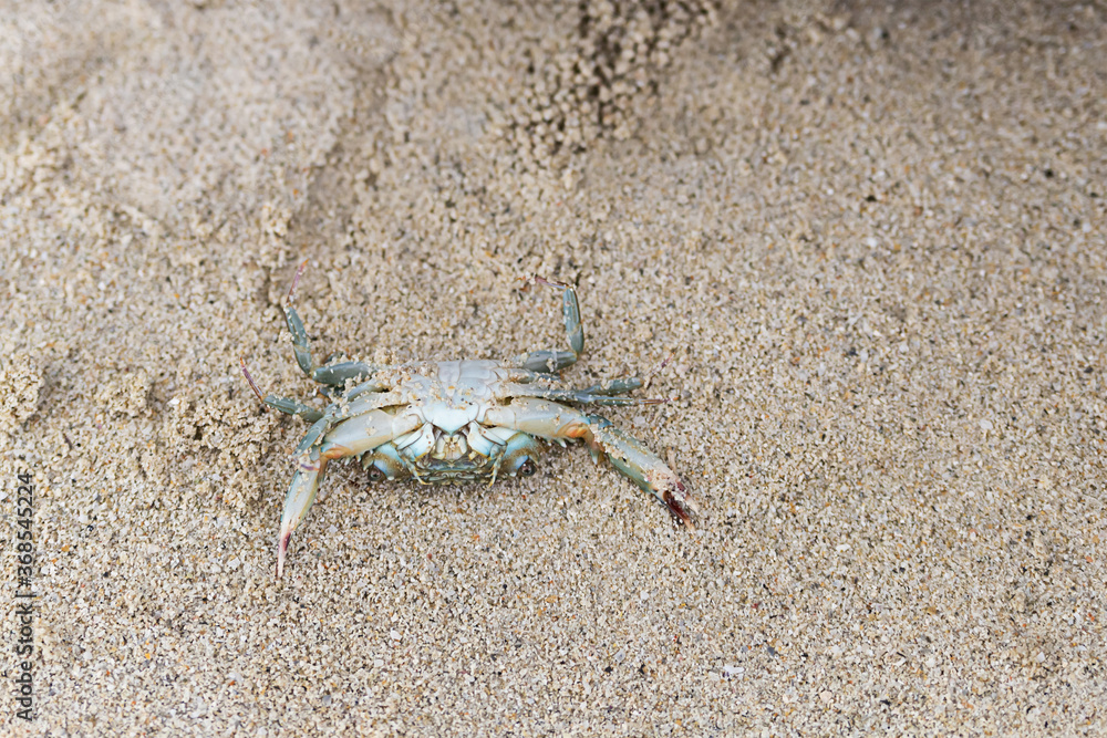 gray crab laid out on the sandy beach lies on its back on a brown background