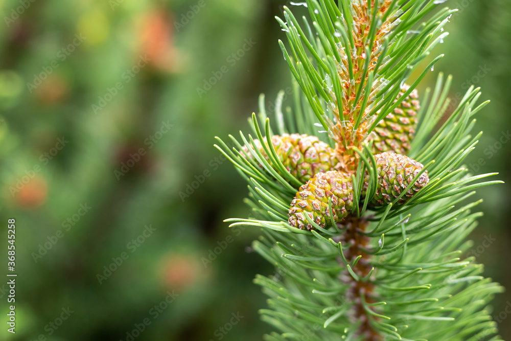 cedar cones are green on a fluffy branch with copy space flora design basis cedar cones are green on a fluffy branch with copy space flora design basis