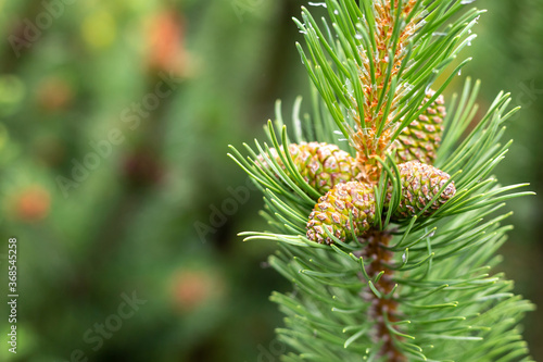 cedar cones are green on a fluffy branch with copy space flora design basis