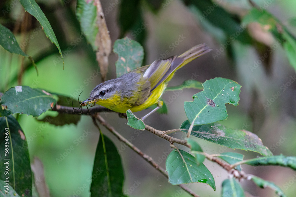 Shot of grey hooded warbler with prey Shot of grey hooded warbler with prey