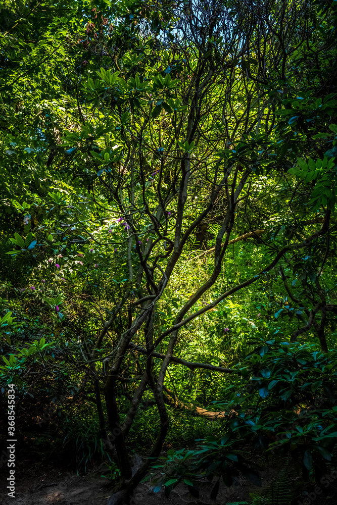 forest in the morning