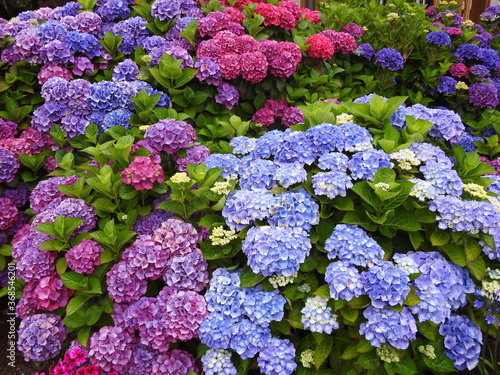 purple blue and pink flowers