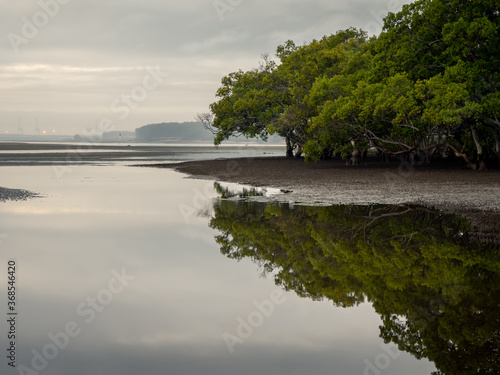 Morning Light on a Tidal Flat with Mangroves