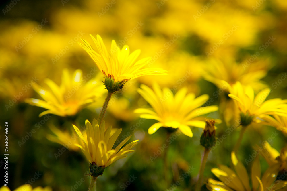 Obraz premium Closeup of yellow daisys along the coast near Mendocino, CA