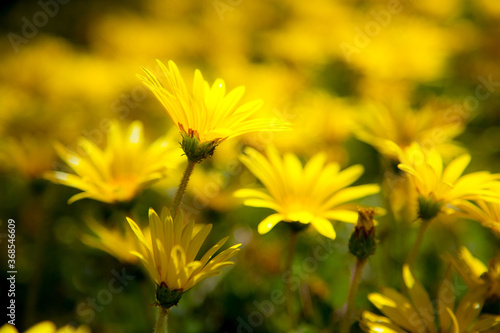 Closeup of yellow daisys along the coast near Mendocino, CA