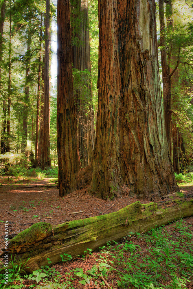 A redwoo forest just north of Mendocino, CA A redwoo forest just north of Mendocino, CA