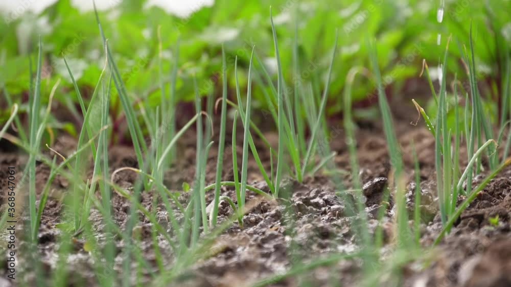worker watering farm with watering can irrigation slow motion worker watering farm with watering can irrigation slow motion