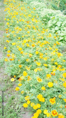 flowerbed with delicate yellow flowers on green stems