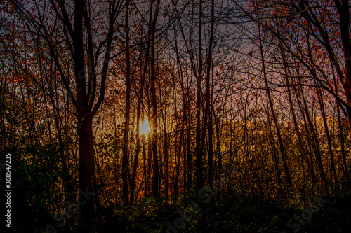 sunset in the woods © Stephen