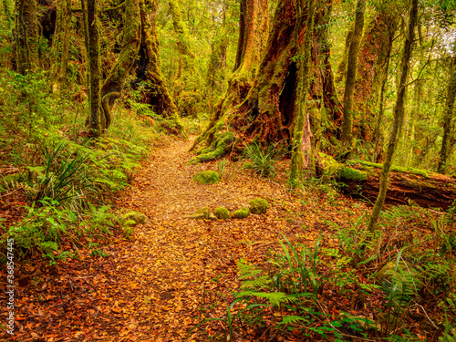Rainforest Scene with Path and Clearing