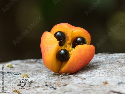 Pink Tamarind (Toechima erythrocarpum). photo