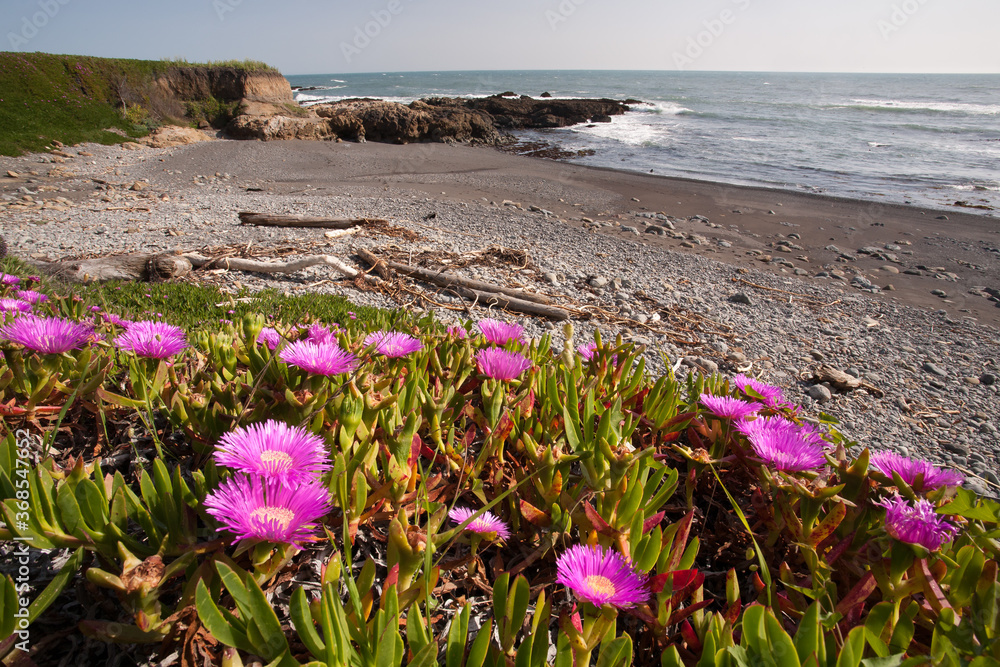 Ice plant with flowers on the California coast near Mendocino.  (Carpobrotus edulis) Iceplant is a coastal succulent shrub and was introduced to California in the early 1900s