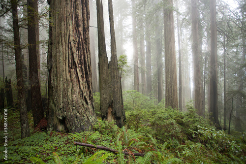 Foto A redwood forest near Mendocino, CA