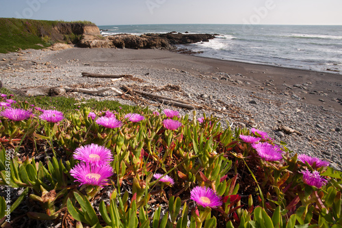 Ice plant with flowers on the California coast near Mendocino.  (Carpobrotus edulis) Iceplant is a coastal succulent shrub and was introduced to California in the early 1900s