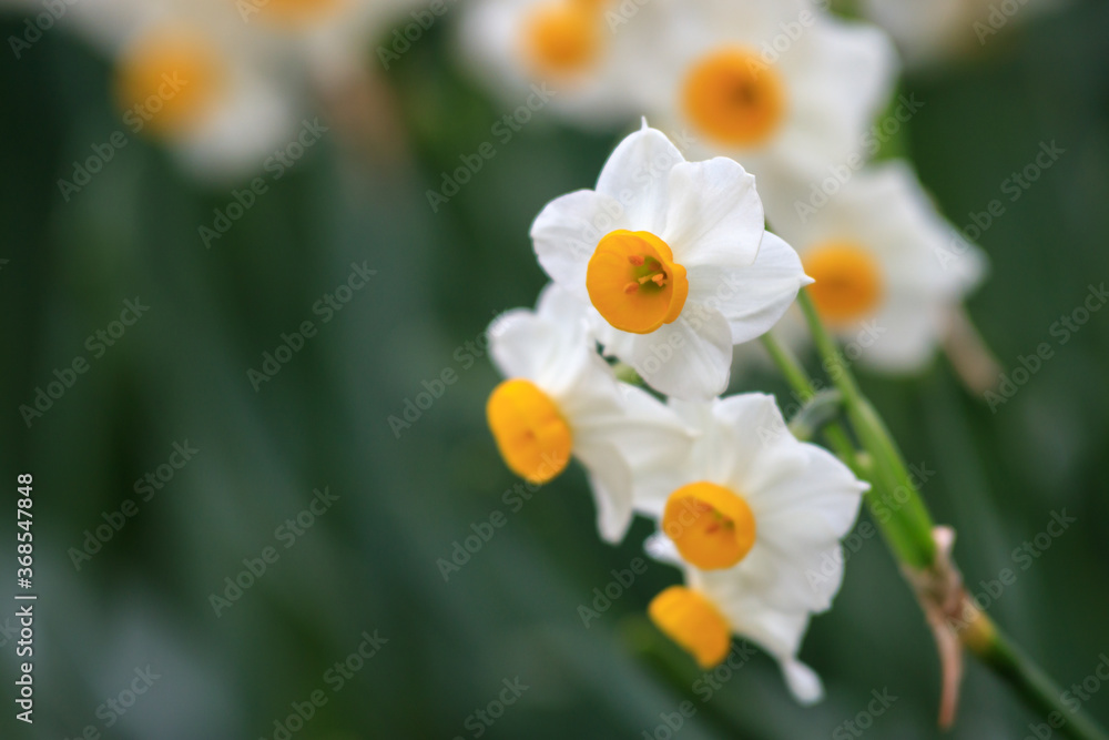 水仙の花　初春イメージ
