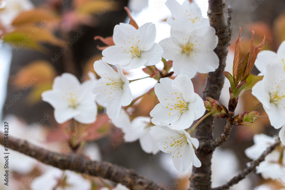 Obraz premium 桜の花 春のイメージ