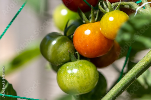 Wallpaper Mural 家庭菜園のミニトマト Torontodigital.ca