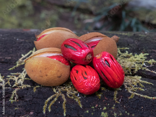 Queensland Nutmeg (Myristica globosa) fruits and seeds. photo