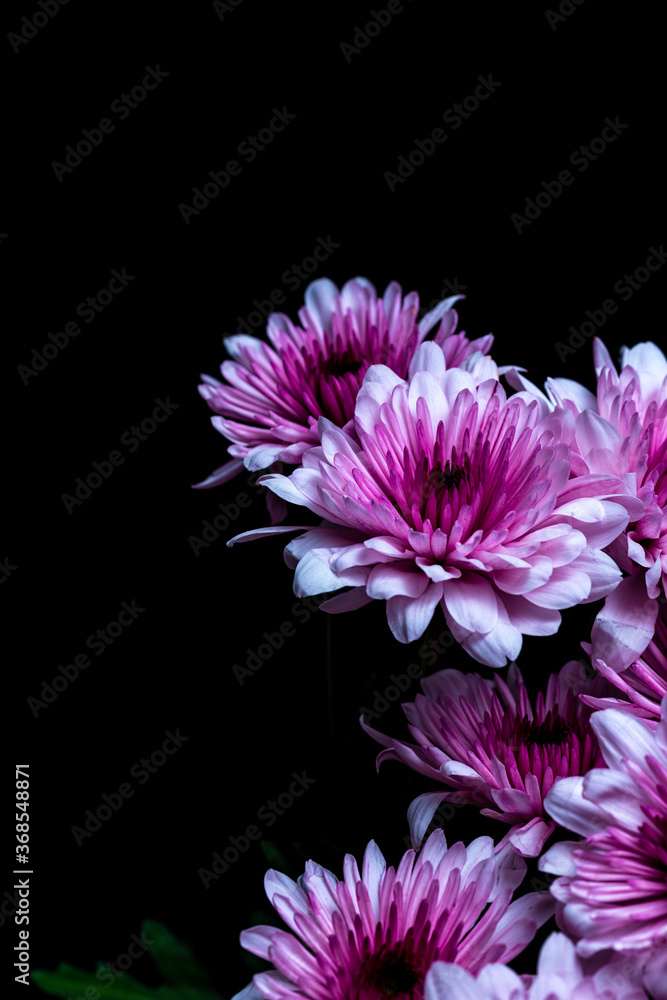 Pink Chrysanthemum Pink Chrysanthemum