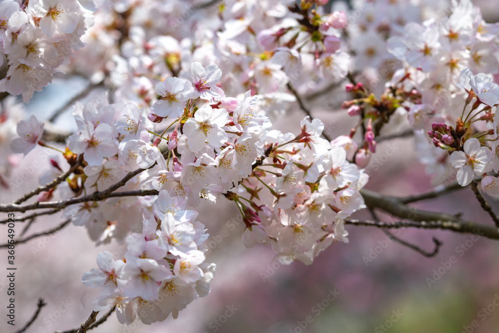 桜の花 春のイメージ 桜の花 春のイメージ