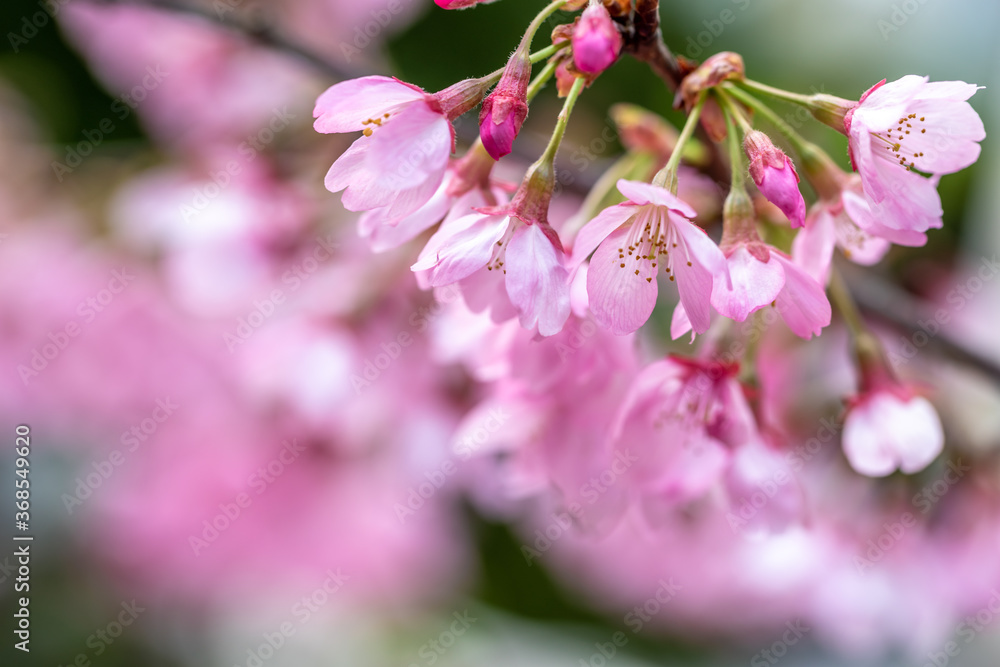 桜の花　春のイメージ