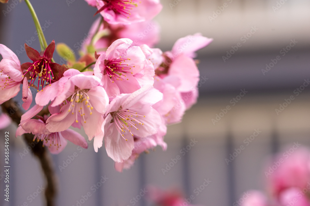 桜の花 春のイメージ 桜の花 春のイメージ