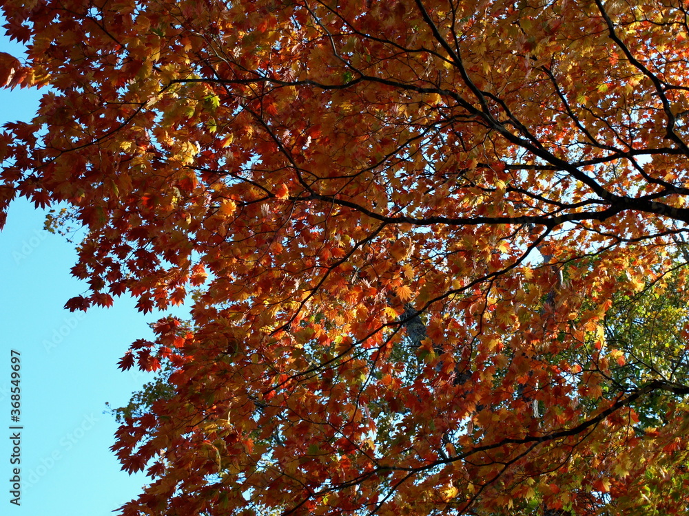 赤く紅葉した木 赤く紅葉した木