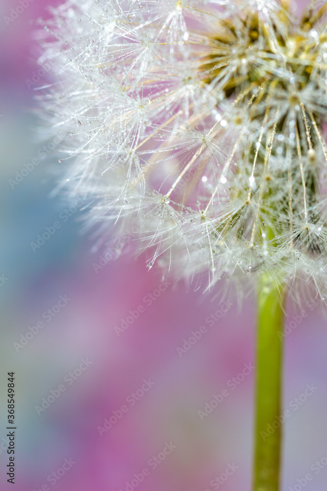 Fototapeta premium タンポポの綿毛と水滴 映り込み