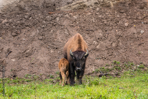 Buffalo with Calf in Norther BC road trip 