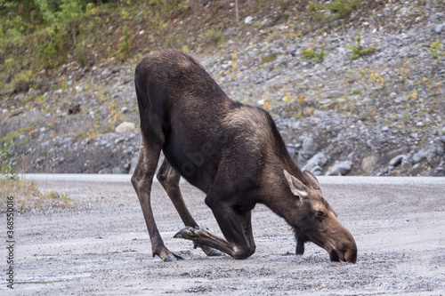 Moose Drinking on the Alaska Highway 