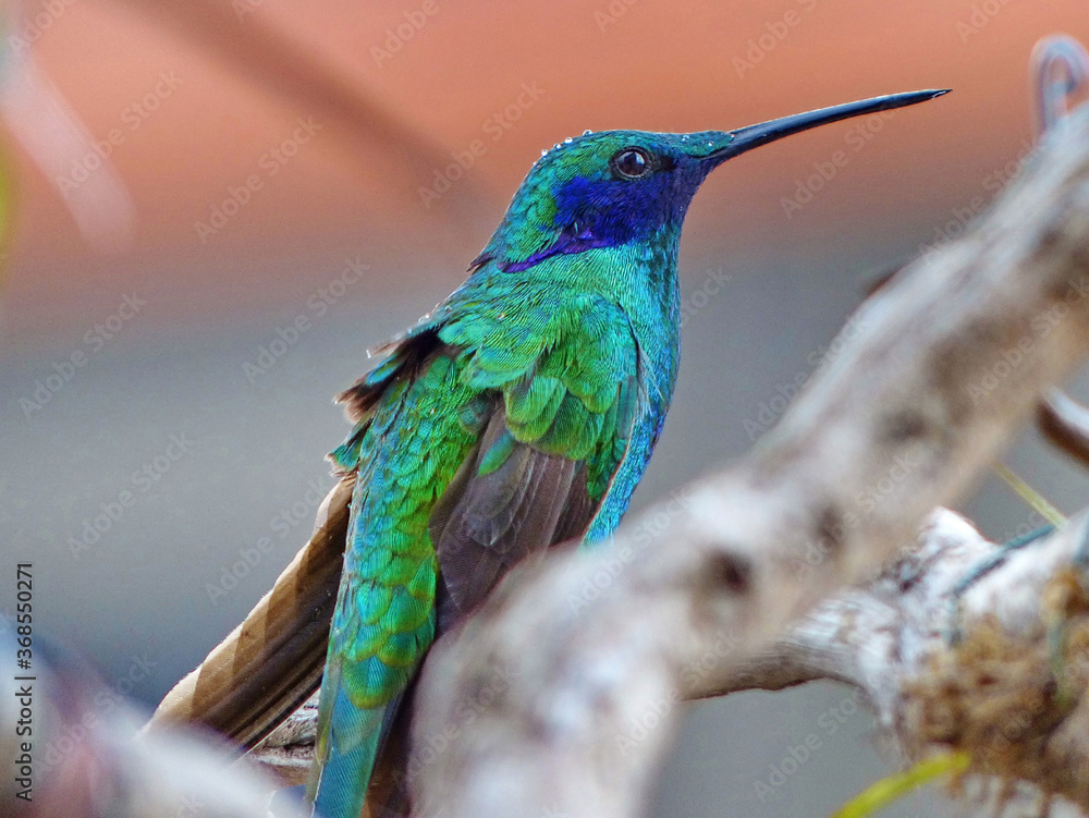 Fototapeta premium Sparkling Violetear Hummingbird or Colibri coruscans with drops of the rain on the feathers sits on a branch. Ecuador, Cuenca