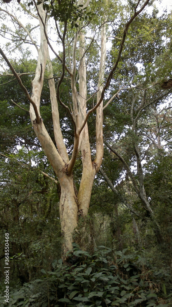 Fototapeta premium tree in the forest
