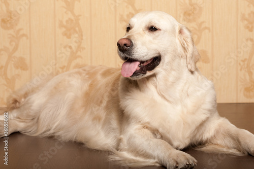 Portrait of a young male Labrador Retriever