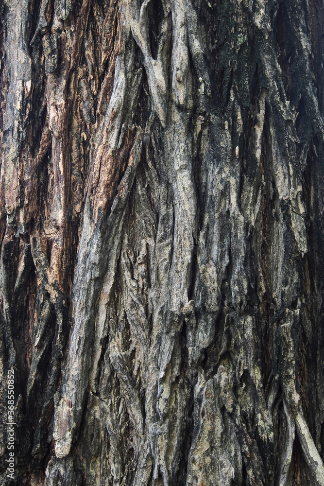 Bark of Lagerstroemia loudoni texture Bark of Lagerstroemia loudoni texture