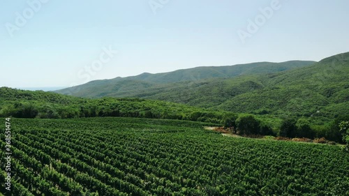 Wallpaper Mural Aerial shot of large vineyard fields among the mountains. A beautiful footage of fields of rural culture for the production of wine. Blue sky with clouds over agriculture. Torontodigital.ca