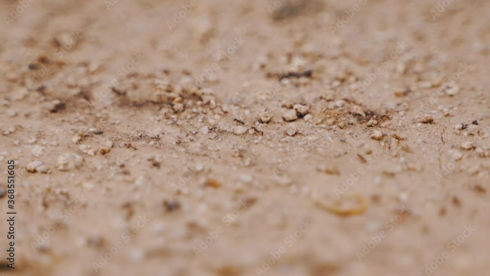 ants crawling on the ground, macro shot ants crawling on the ground, macro shot