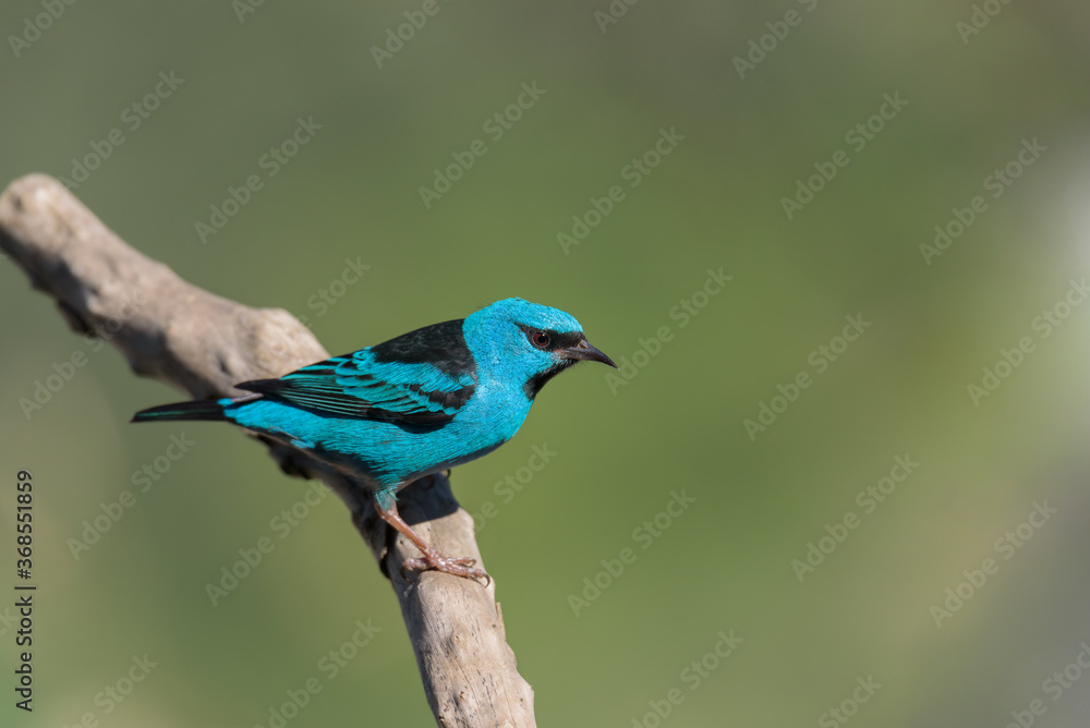 Pássaro saí-azul (Dacnis cayana) Pássaro saí-azul (Dacnis cayana)