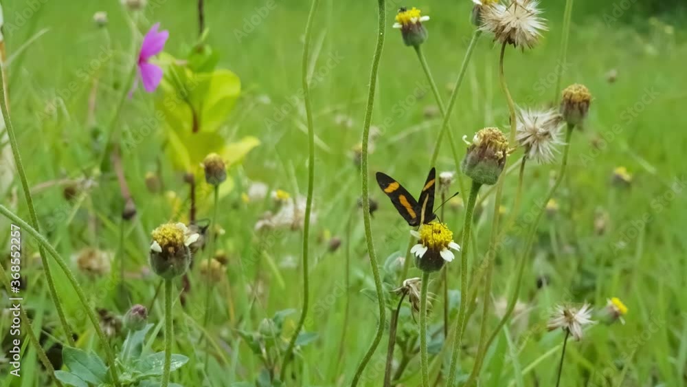 Butterfly feeding on nectar
Butterfly feeding on nectar