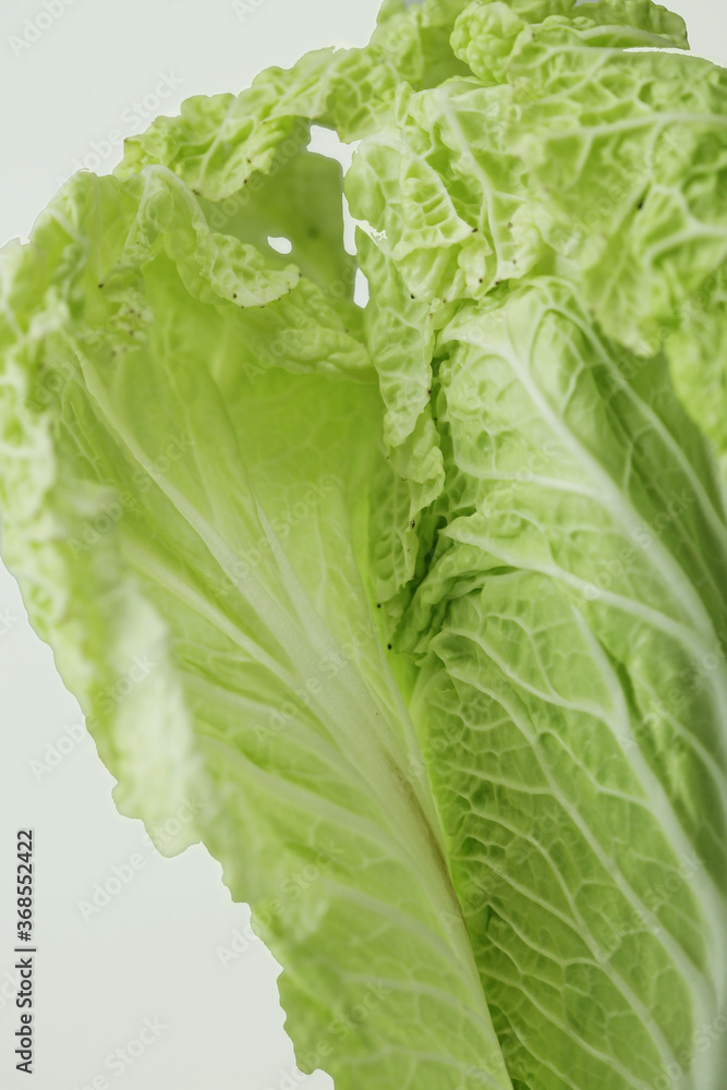 Chinese cabbage Chinese cabbage