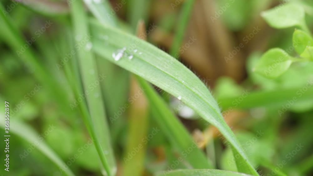 tiny water droplets on small leaf macro slow motion tiny water droplets on small leaf macro slow motion