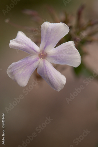 Phlox