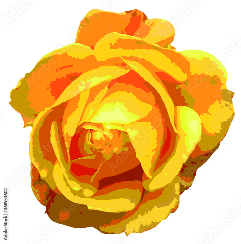 yellow rose vector illustration