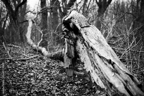 Black and white image of a fallen tree in the woods.